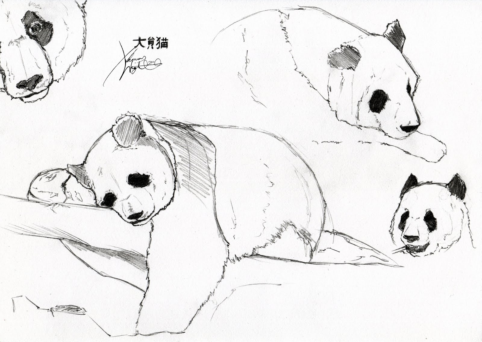 Панда рисунок карандашом для срисовки